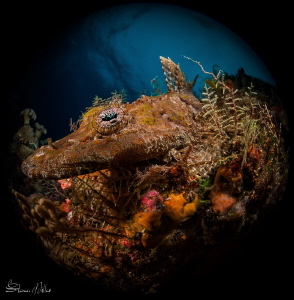 8mm no crop. Flathead Crocodilefish color up when they la... by Steven Miller 